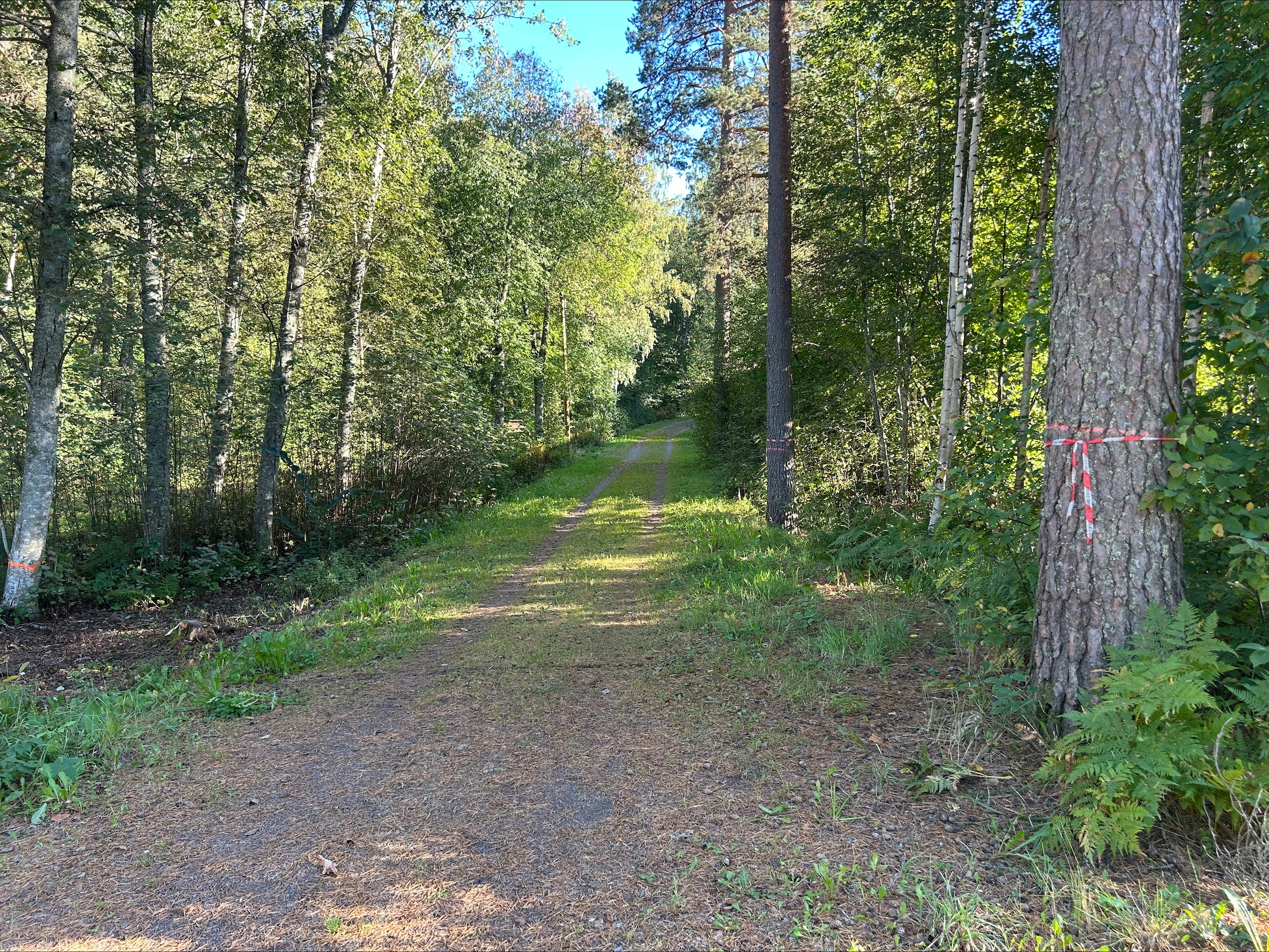 Latumaastoa ja väylää, ympärillä puita, joita on merkattu nauhoilla.